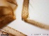  ( - TPI:ENT:#0000197)  @12 [ ] Copyright (2014) Lara E. Harrup The Pirbright Institute, Ash Road, Pirbright, Woking, Surrey, GU240NF, UK