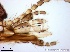  ( - TPI:ENT:#0000197)  @12 [ ] Copyright (2014) Lara E. Harrup The Pirbright Institute, Ash Road, Pirbright, Woking, Surrey, GU240NF, UK