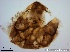  ( - TPI:ENT:#0000199)  @12 [ ] Copyright (2014) Lara E. Harrup The Pirbright Institute, Ash Road, Pirbright, Woking, Surrey, GU240NF, UK