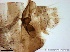  ( - TPI:ENT:#0000199)  @12 [ ] Copyright (2014) Lara E. Harrup The Pirbright Institute, Ash Road, Pirbright, Woking, Surrey, GU240NF, UK