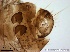  ( - TPI:ENT:#0000201)  @12 [ ] Copyright (2014) Lara E. Harrup The Pirbright Institute, Ash Road, Pirbright, Woking, Surrey, GU240NF, UK