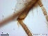  ( - TPI:ENT:#0000209)  @12 [ ] Copyright (2014) Lara E. Harrup The Pirbright Institute, Ash Road, Pirbright, Woking, Surrey, GU240NF, UK