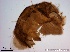  ( - TPI:ENT:#0000209)  @12 [ ] Copyright (2014) Lara E. Harrup The Pirbright Institute, Ash Road, Pirbright, Woking, Surrey, GU240NF, UK