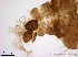  ( - TPI:ENT:#0000209)  @12 [ ] Copyright (2014) Lara E. Harrup The Pirbright Institute, Ash Road, Pirbright, Woking, Surrey, GU240NF, UK