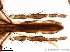  ( - TPI:ENT:#0000211)  @12 [ ] Copyright (2014) Lara E. Harrup The Pirbright Institute, Ash Road, Pirbright, Woking, Surrey, GU240NF, UK