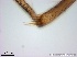  ( - TPI:ENT:#0000212)  @12 [ ] Copyright (2014) Lara E. Harrup The Pirbright Institute, Ash Road, Pirbright, Woking, Surrey, GU240NF, UK