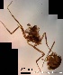  ( - TPI:ENT:#0000212)  @12 [ ] Copyright (2014) Lara E. Harrup The Pirbright Institute, Ash Road, Pirbright, Woking, Surrey, GU240NF, UK