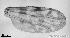  ( - TPI:ENT:#0000212)  @12 [ ] Copyright (2014) Lara E. Harrup The Pirbright Institute, Ash Road, Pirbright, Woking, Surrey, GU240NF, UK
