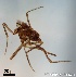  ( - TPI:ENT:#0000214)  @12 [ ] Copyright (2014) Lara E. Harrup The Pirbright Institute, Ash Road, Pirbright, Woking, Surrey, GU240NF, UK