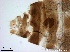  ( - TPI:ENT:#0000216)  @12 [ ] Copyright (2014) Lara E. Harrup The Pirbright Institute, Ash Road, Pirbright, Woking, Surrey, GU240NF, UK