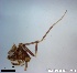  ( - TPI:ENT:#0000217)  @12 [ ] Copyright (2014) Lara E. Harrup The Pirbright Institute, Ash Road, Pirbright, Woking, Surrey, GU240NF, UK