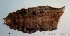  ( - TPI:ENT:#0000218)  @12 [ ] Copyright (2014) Lara E. Harrup The Pirbright Institute, Ash Road, Pirbright, Woking, Surrey, GU240NF, UK