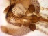  ( - TPI:ENT:#0000519)  @11 [ ] Copyright (2014) Lara E. Harrup The Pirbright Institute, Ash Road, Pirbright, Woking, Surrey, GU240NF, UK