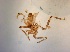  ( - TPI:ENT:#0000519)  @11 [ ] Copyright (2014) Lara E. Harrup The Pirbright Institute, Ash Road, Pirbright, Woking, Surrey, GU240NF, UK