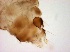  ( - TPI:ENT:#0000519)  @11 [ ] Copyright (2014) Lara E. Harrup The Pirbright Institute, Ash Road, Pirbright, Woking, Surrey, GU240NF, UK