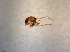 ( - TPI:ENT:#0000520)  @11 [ ] Copyright (2014) Lara E. Harrup The Pirbright Institute, Ash Road, Pirbright, Woking, Surrey, GU240NF, UK