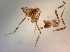  ( - TPI:ENT:#0000520)  @11 [ ] Copyright (2014) Lara E. Harrup The Pirbright Institute, Ash Road, Pirbright, Woking, Surrey, GU240NF, UK