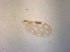  ( - TPI:ENT:#0000520)  @11 [ ] Copyright (2014) Lara E. Harrup The Pirbright Institute, Ash Road, Pirbright, Woking, Surrey, GU240NF, UK