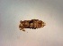  ( - TPI:ENT:#0000521)  @11 [ ] Copyright (2014) Lara E. Harrup The Pirbright Institute, Ash Road, Pirbright, Woking, Surrey, GU240NF, UK