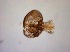  ( - TPI:ENT:#0000521)  @11 [ ] Copyright (2014) Lara E. Harrup The Pirbright Institute, Ash Road, Pirbright, Woking, Surrey, GU240NF, UK