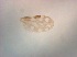  ( - TPI:ENT:#0000521)  @11 [ ] Copyright (2014) Lara E. Harrup The Pirbright Institute, Ash Road, Pirbright, Woking, Surrey, GU240NF, UK