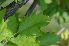  (Sorbus torminalis - 170_4)  @11 [ ] Copyright (2013) M. Lazarus UG