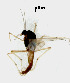  (Polypedilum sp. 18SC - CH209)  @12 [ ] Copyright (2017) Chao Song Nankai University