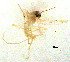  (Polypedilum sp. 8SC - CH99)  @11 [ ] Copyright (2017) Chao Song College of Life Sciences, Nankai University