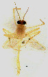  (Polypedilum paraconvictum - CHAO111)  @11 [ ] Copyright (2017) Chao Song College of Life Sciences, Nankai University