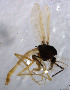  (Polypedilum sp. 24SC - CHAO35)  @11 [ ] Copyright (2017) Chao Song College of Life Sciences, Nankai University