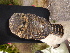  (Glaucidium brodiei - E04984)  @11 [ ] CreativeCommons - Attribution Non-Commercial Share-Alike (2019) Unspecified College of Environmental Studies, National Dong Hwa University