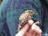  (Troglodytes troglodytes taivanus - K41559)  @11 [ ] CreativeCommons - Attribution Non-Commercial Share-Alike (2019) Unspecified College of Environmental Studies, National Dong Hwa University