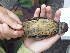  ( - W(R))  @11 [ ] CreativeCommons - Attribution Non-Commercial Share-Alike (2019) Unspecified College of Environmental Studies, National Dong Hwa University