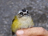 ( - K41682)  @11 [ ] CreativeCommons - Attribution Non-Commercial Share-Alike (2019) Unspecified College of Environmental Studies, National Dong Hwa University
