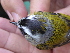  ( - K43004)  @11 [ ] CreativeCommons - Attribution Non-Commercial Share-Alike (2019) Unspecified College of Environmental Studies, National Dong Hwa University