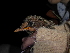 ( - E13252)  @11 [ ] CreativeCommons - Attribution Non-Commercial Share-Alike (2019) Unspecified College of Environmental Studies, National Dong Hwa University