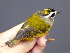  ( - K41689)  @11 [ ] CreativeCommons - Attribution Non-Commercial Share-Alike (2019) Unspecified College of Environmental Studies, National Dong Hwa University