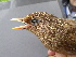  (Garrulax canorus - D12190)  @11 [ ] CreativeCommons - Attribution Non-Commercial Share-Alike (2019) Unspecified College of Environmental Studies, National Dong Hwa University