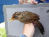  ( - D12191)  @11 [ ] CreativeCommons - Attribution Non-Commercial Share-Alike (2019) Unspecified College of Environmental Studies, National Dong Hwa University
