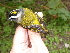  ( - K44451)  @11 [ ] CreativeCommons - Attribution Non-Commercial Share-Alike (2019) Unspecified College of Environmental Studies, National Dong Hwa University