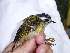  ( - K44453)  @11 [ ] CreativeCommons - Attribution Non-Commercial Share-Alike (2019) Unspecified College of Environmental Studies, National Dong Hwa University