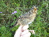 ( - D12198)  @11 [ ] CreativeCommons - Attribution Non-Commercial Share-Alike (2019) Unspecified College of Environmental Studies, National Dong Hwa University
