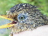  ( - D12198)  @11 [ ] CreativeCommons - Attribution Non-Commercial Share-Alike (2019) Unspecified College of Environmental Studies, National Dong Hwa University