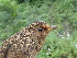 ( - D12235)  @11 [ ] CreativeCommons - Attribution Non-Commercial Share-Alike (2019) Unspecified College of Environmental Studies, National Dong Hwa University