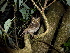  (Otus spilocephalus - E00757)  @11 [ ] CreativeCommons - Attribution Non-Commercial Share-Alike (2019) Unspecified College of Environmental Studies, National Dong Hwa University