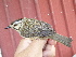  ( - A39141)  @11 [ ] CreativeCommons - Attribution Non-Commercial Share-Alike (2019) Unspecified College of Environmental Studies, National Dong Hwa University