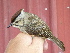  ( - A39142)  @11 [ ] CreativeCommons - Attribution Non-Commercial Share-Alike (2019) Unspecified College of Environmental Studies, National Dong Hwa University