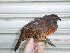  ( - F07059)  @11 [ ] CreativeCommons - Attribution Non-Commercial Share-Alike (2019) Unspecified College of Environmental Studies, National Dong Hwa University
