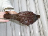  ( - F07059)  @11 [ ] CreativeCommons - Attribution Non-Commercial Share-Alike (2019) Unspecified College of Environmental Studies, National Dong Hwa University