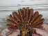  ( - F07059)  @11 [ ] CreativeCommons - Attribution Non-Commercial Share-Alike (2019) Unspecified College of Environmental Studies, National Dong Hwa University